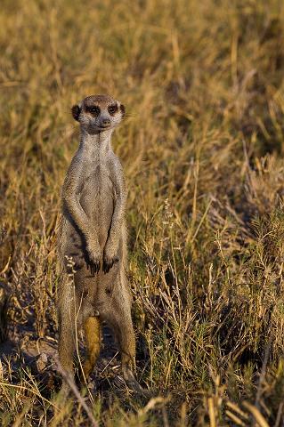 279 Kalahari woestijn, stokstaartje.jpg